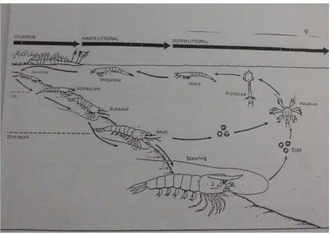 Gambar 3. Siklus hidup udang windu (Penaeus monodon)   (Motoh, 1981) 