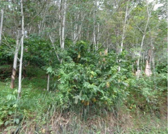 Gambar 3. Sistim bididaya karet secara agroforestri/wanatani mengkombinasi tanaman karet dengan kakao di Desa Perdamaian Nainggolan