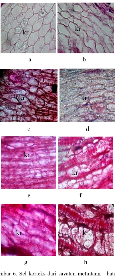 Gambar 6. Sel korteks dari sayatan melintang   batang tanaman langsat berdasarkan tingkat pertumbuhan