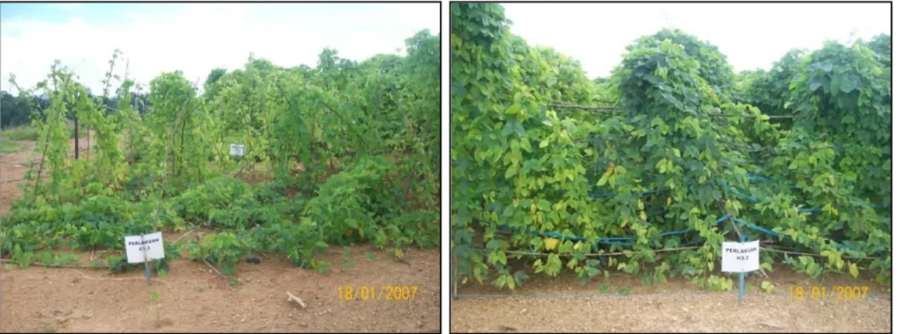 Gambar 5.  Perbaikan kualitas tanah pucuk. Tanaman Mucuna sp. pada petak kontrol  (kiri),  Mucuna  sp