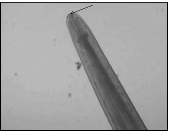 Gambar 2. Ventriculus parasit Anisakis sp. tampak jelas dengan menggunakan stereo mikroskop (Tanda panah).