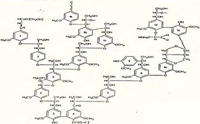 Gambar 2. Struktur kimia (rumus bangun) lignin yang terdiri dari 16 unit fenil        Propana