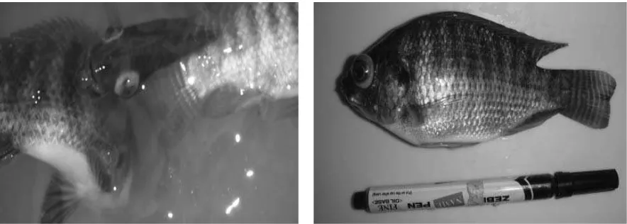Gambar 1. Ikan nila dari tambak di Karawang yang terinfeksi Streptococcus agalactiae. Ikan terlihat berenang berputar, mata menonjol (tanda panah) dan tubuh kehitaman.