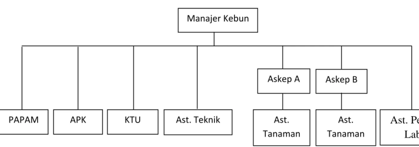 Gambar 2.1. Struktur Organisai  PTPN III (Persero) Medan Kebun  Rambutan 