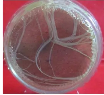 Gambar 7  Penampang akar dan cabang akar tanaman krisan pada media kulit 