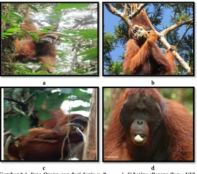 Gambar 2.1 Foto Orangutan dari Jenis a) Pongo abelii betina (Batang Toru, YEL-