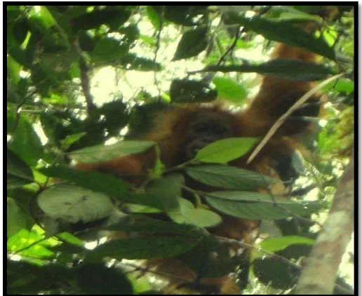 Gambar 4.3 Orangutan Betina Remaja (Beti) Sedang Melakukan Perilaku Makan Daun Muda Gironera subaequalis