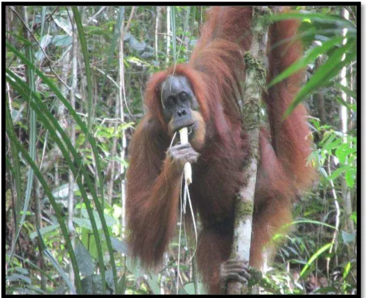Gambar 4.4 Orangutan Betina Dewasa (Inda) Sedang Memakan Akar Pandan Duri (Pandanus 