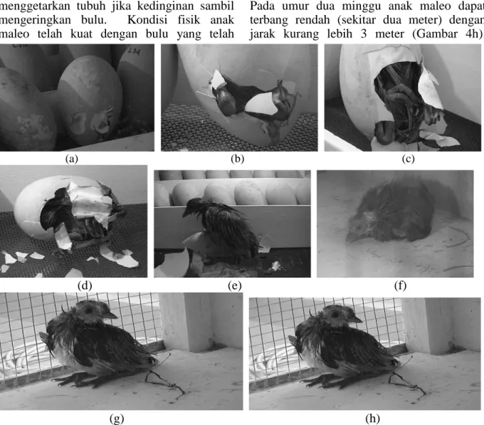 Gambar  4.  a,b,c,d.  Urutan  Proses  Telur  yang  Menetas;  e.  f.  Anak  Maleo  yang  Telah  Keluar  Dari  Cangkang; g