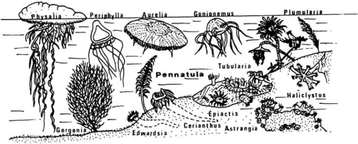 Gambar 2.   Beberapa anggota Koelenterata laut dengan habitatnya (STORER et al. 1968) 