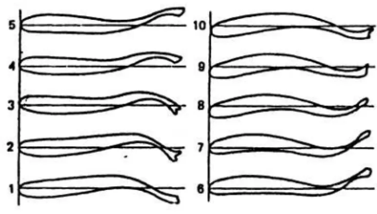 Gambar 1.  Bentuk tubuh selama satu siklus pergerakan pada ikan-ikan carangiform  (WEBB dalam LAGLER et al