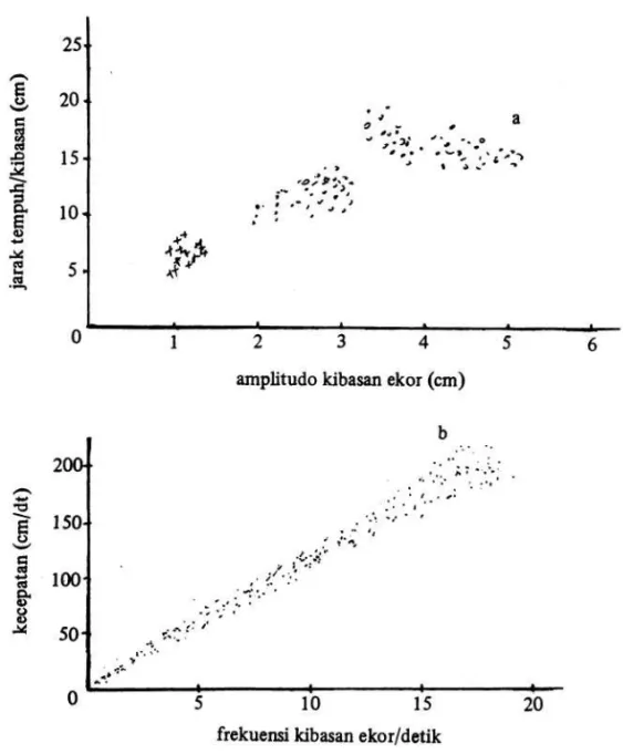 Gambar 3.   Hubungan antara besarnya amplitudo kibasan ekor dengan jarak yang di- di-tempuh setiap kibasan (a) dan hubungan kecepatan gerakan renang ikan  dengan frekwensi kibasan ekor pada ikan Leuciscus leuciscus  (BAIN-BRIDGE dalam NURSALL 1979)