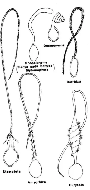 Gambar 4. Beberapa bentuk mematokis dari kelas Hydrozoa 