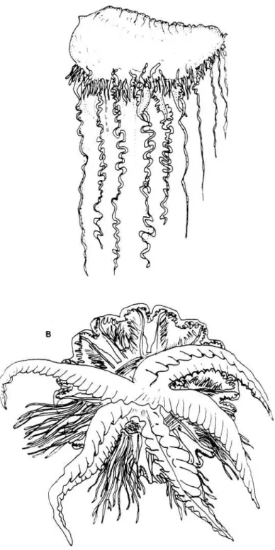 Gambar l. A.   Kapal perang portugis Physalia pelagica (AZIZ 1979)  B.    Ubur-ubur (Jellyfish)