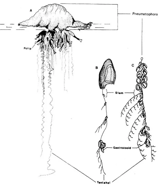 Gambar 2. Bentuk luar (morfologi) dari bangsa Siphonophoridae (HICKMAN 1967). 