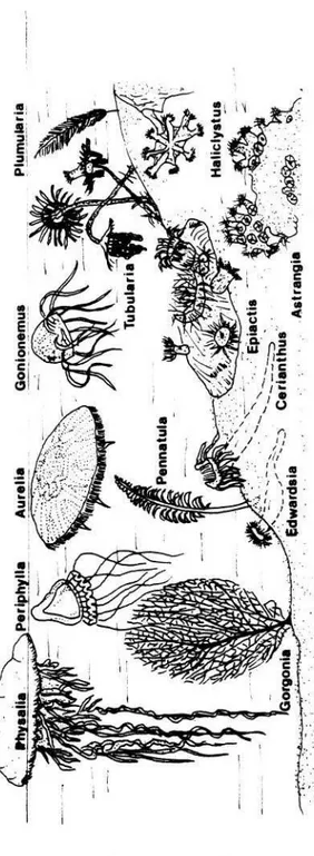 Gambar 3.  Beberapa anggota Koelenterata laut dengan habitatnya (STORER 1968).