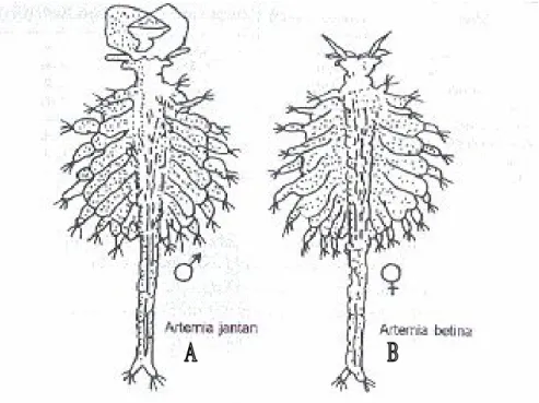 Gambar 1. Morfologi Artemia sp dewasa A = dewasa jantan; B = dewasa betina