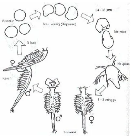 Gambar 2. Daur Hidup Artemia sp  ( Mudjiman, 1988) d. Habitat