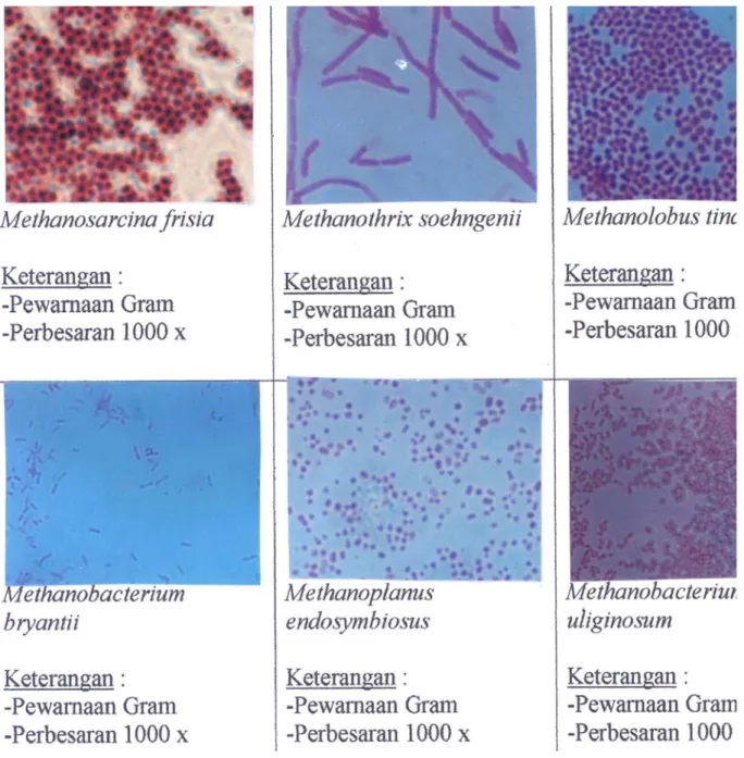 Gambar 8. Foto Bakteri dalam percontoh sedimen, perbesaran 1000 X (Holt, J.G., 1994).