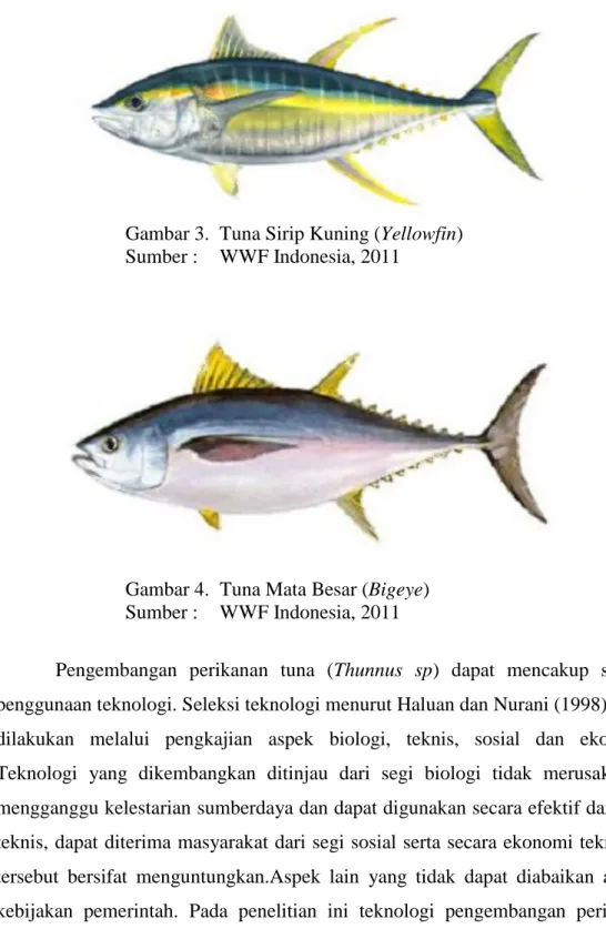 Gambar 3.  Tuna Sirip Kuning (Yellowfin)  Sumber :   WWF Indonesia, 2011 