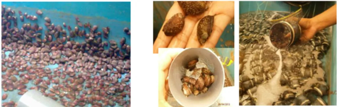 Gambar 2. Benih abalone dimasukkan dalam pipa PVC untuk persiapan pengangkutan benih. 