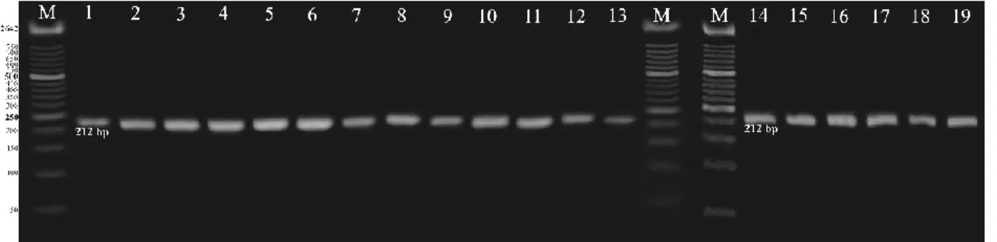 Gambar 3. Hasil  amplifikasi  PCR-SSR  DNA  menggunakan  gel  agarosa  2%  dengan  primer  CMCT160a+b  M: 