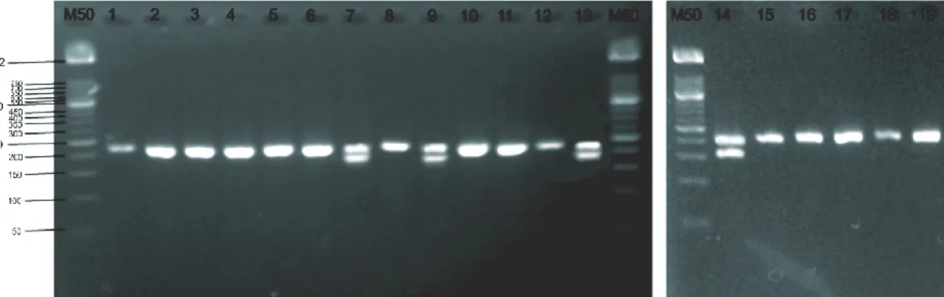 Gambar 5. Hasil  amplifikasi  PCR-SSR  DNA  menggunakan  gel  agarosa  3,8%  dengan  primer  CMCT160a+b  (1)  Tacapa,  (2)  Tania,  (3)  Talita,  (4)  Apollo,  (5)  Orio,  (6)  Mai  119,  (7)  Fantasy,  (8)  Putri  Kencana,  (9)  Kalila,  (10)  Ladika,  (1