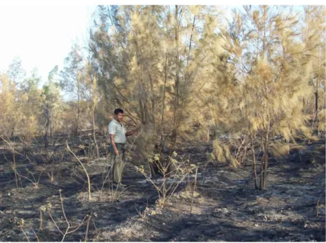 Gambar 10. Kondisi tanaman setelah kebakaran tahun 2007 