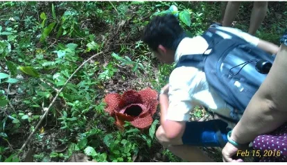 Gambar (i) Kebun Rafflesia.