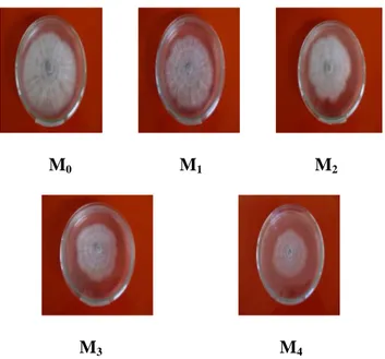 Gambar 2. Diameter koloni jamur C. capsici pada medium PDA  (5 hsi ). M 0 =Konsentrasi ekstrak buah mengkudu  0%, M 1 =Konsentrasi ekstrak buah mengkudu  5%, M 2  = Konsentrasi ekstrak buah mengkudu 10%, M 3 = Konsentrasi  ekstrak buah mengkudu 15%, M 4  =