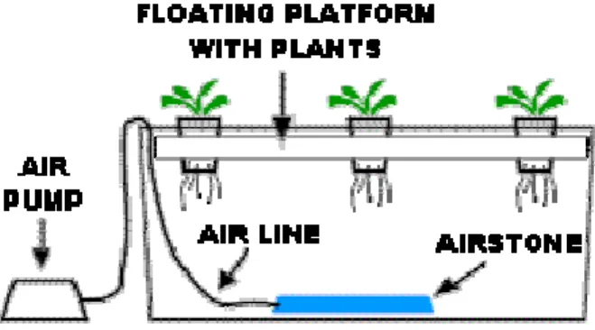 Gambar 2.5 Water Culture 