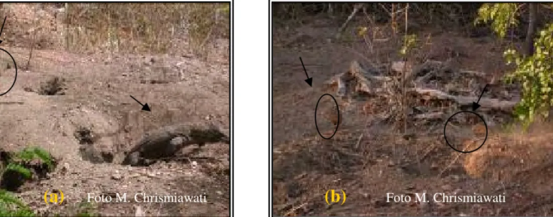 Gambar  7  Penggunaan  sarang  bersama  (a)  Interaksi  komodo  dengan   burung gosong, (b) Burung gosong di sarang LBY1 .