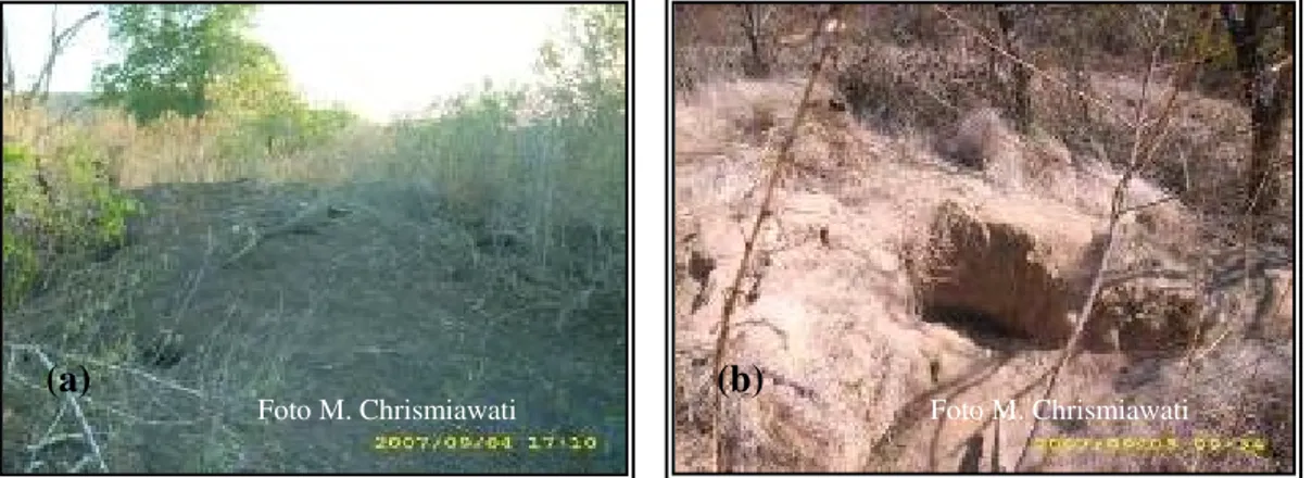Gambar 8  Tipe sarang komodo yang ditemukan. (a) Sarang gundukan   komodo; (b) Sarang lubang di bukit
