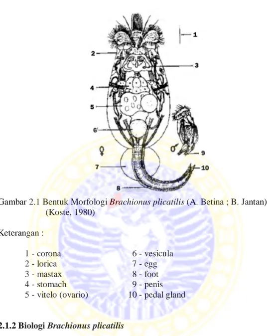 Gambar 2.1 Bentuk Morfologi Brachionus plicatilis (A. Betina ; B. Jantan)  (Koste, 1980)  Keterangan :  1 - corona  6 - vesicula   2 - lorica  7 - egg  3 - mastax  8 - foot  4 - stomach  9 - penis 
