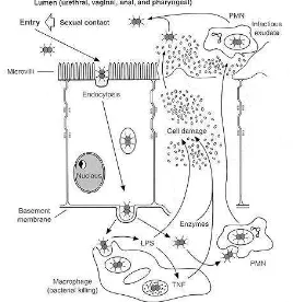 Gambar 2. Patogenesis gonore16