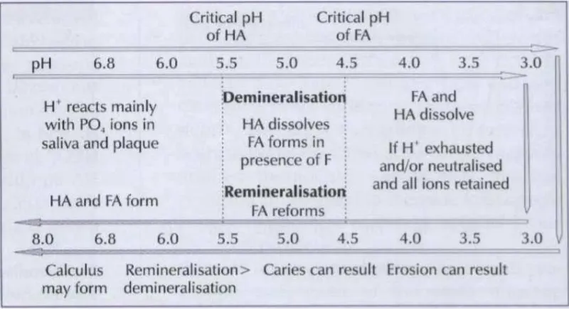 Gambar 3. Siklus Demineralisasi dan Remineralisasi.37 