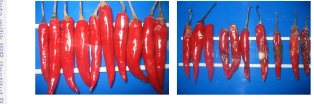 Gambar 3 Pengaruh aplikasi getah pepaya betina pada buah cabai 