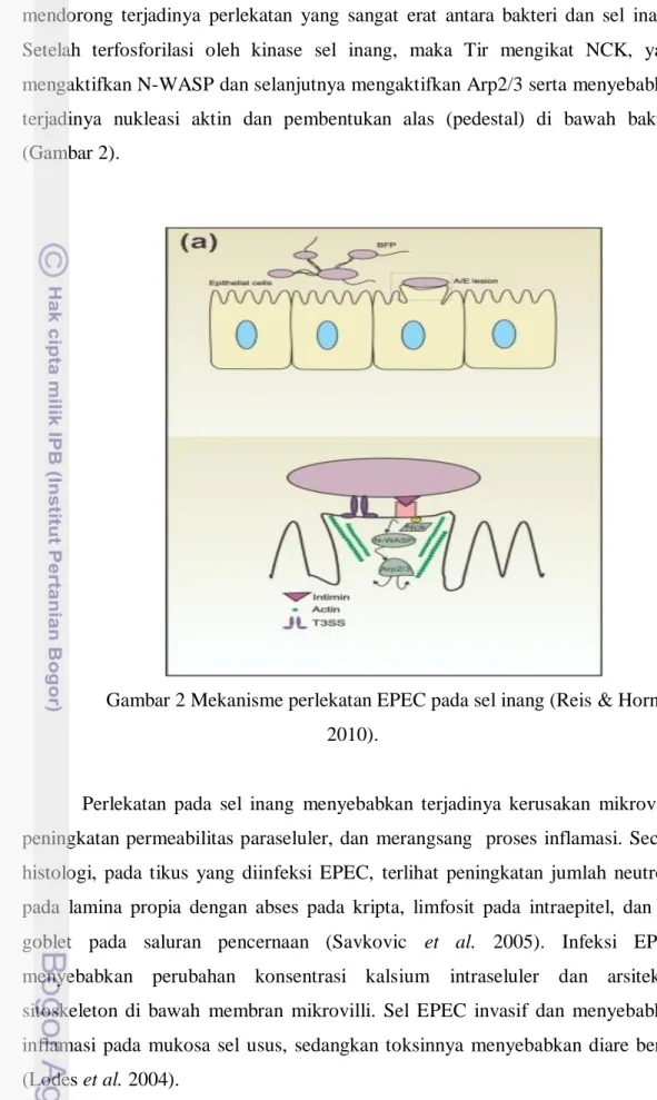 Gambar 2 Mekanisme perlekatan EPEC pada sel inang (Reis &amp; Horn  2010). 