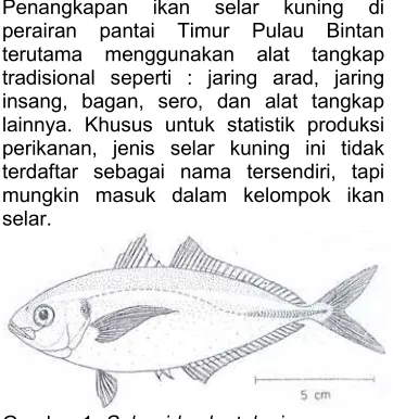 Gambar 1. Selaroides leptolepis  