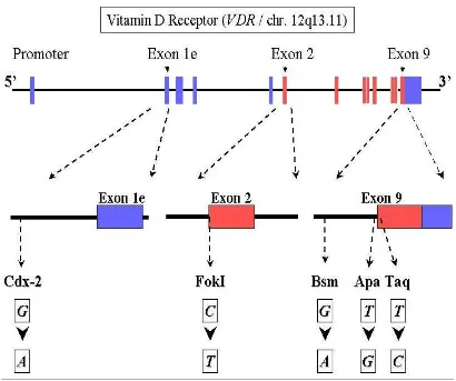 Gambar. 2.8.  Polimorfisme pada Gen Reseptor Vitamin D 