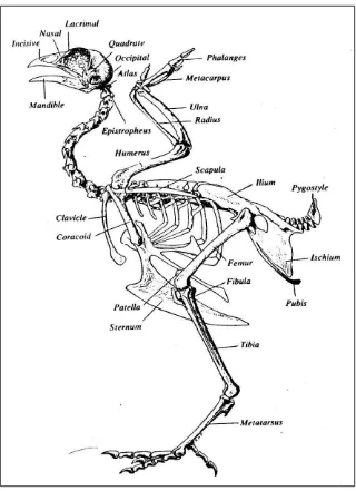 Gambar 2.1. Sistem Tulang pada Unggas (Nesheim et al., 1979) 