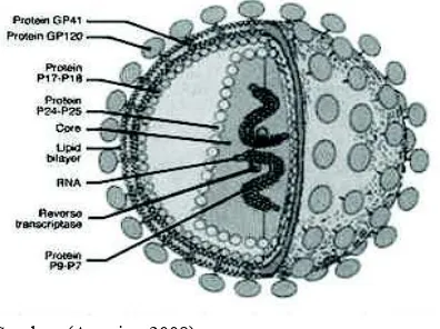 Gambar 1. Struktur Morfologi Virus HIV