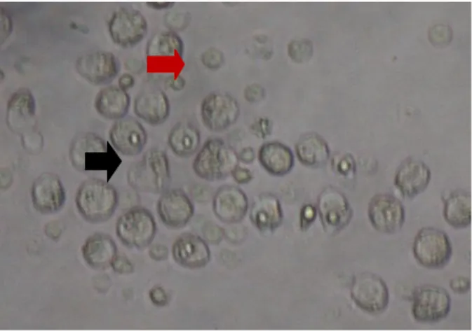 Gambar  1.  Sel  PGC  hasil  pemurnian  di  Laboratorium  Reproduksi,  Balai  Penelitian  Ternak