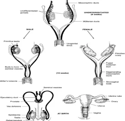 Gambar 2.1 Anatomi Sistem Urinaria (Smith’s and Campbell 2011)