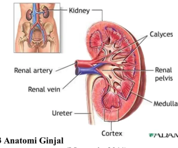 Gambar 2.3 Anatomi Ginjal