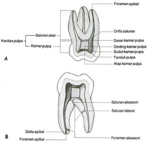 Gambar  2.1.  Berbagai  gambaran  sistem  saluran  akar  A.  gambar  bukal  gigi  molar  pertama  rahang  atas,  B
