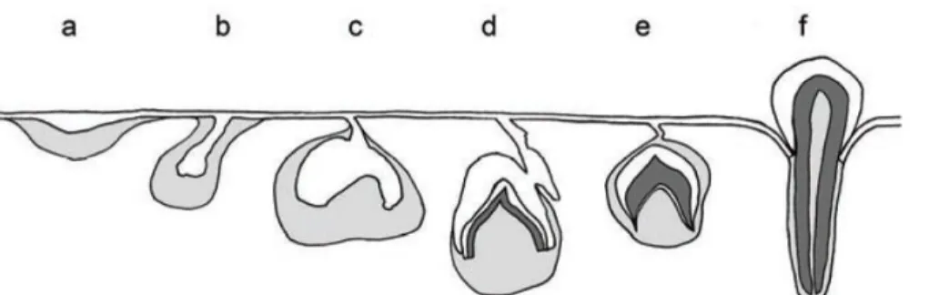 Gambar  2.2  Beberapa  tahap  perkembangan  gigi.  (a)  penebalan  epitelium,  (b)  bud  stage,  (c)  cup  ctage,  (d)  bell  stage,  (e)  pembentukan  jaringan  keras,  (f)  erupsi  gigi  (Sumber: Lähdesmäki, 2006: 20) 
