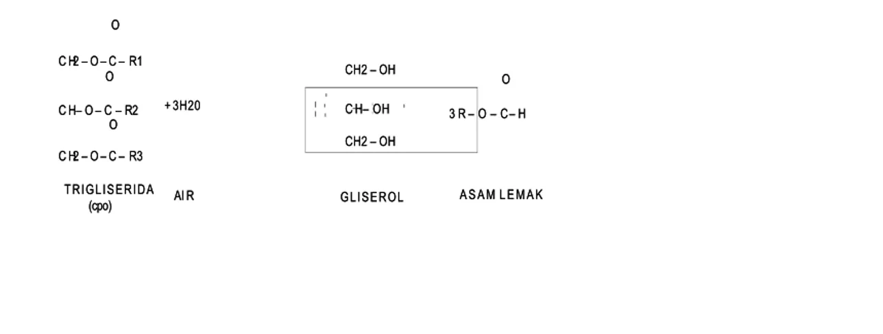 Gambar 2.5 Reaksi Hidrolisa pada trigliseridaGambar 2.5 Reaksi Hidrolisa pada trigliserida 3