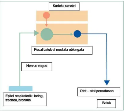 Gambar 1. Mekanisme reflex batuk23Batuk biasanya disebabkan oleh aspirasi makanan atau cairan di jalan nafas yang menstimulasi saraf sensorik via nervus vagus untuk merangsang batuk