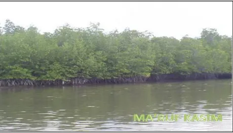 Gambar 11.8: Hutan mangrove merupakan ekosistem pantai yang penting  Sumber: google.image 